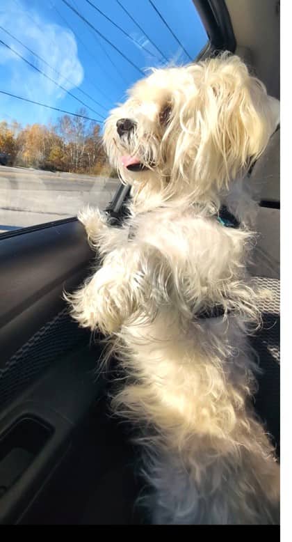 Buddy - Maltese available for adoption at North Bay & District Humane Society in North Bay