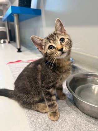 Rylan - Domestic Shorthair cat available for adoption at North Bay & District Humane Society in North Bay