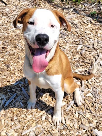 Zeke - Mastiff available for adoption at North Bay & District Humane Society in North Bay