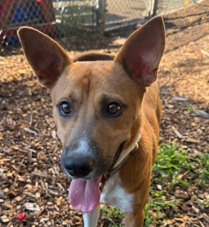 Bandit - Shepherd available for adoption