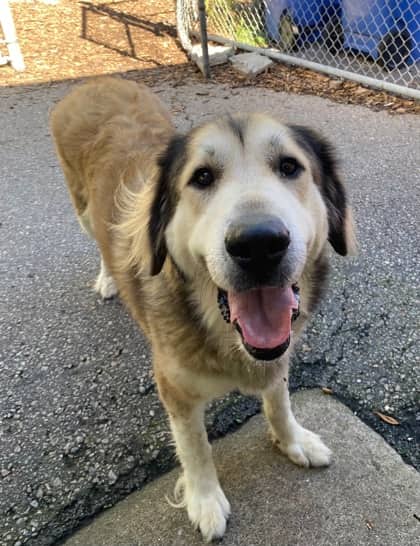 Lucy - Great Pyrenees available for adoption
