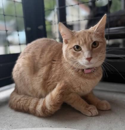 Jasmine - Domestic Shorthair cat available for adoption at North Bay & District Humane Society in North Bay