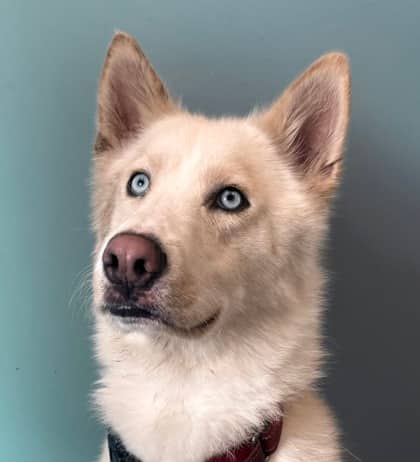 Knox - Alaskan Husky available for adoption