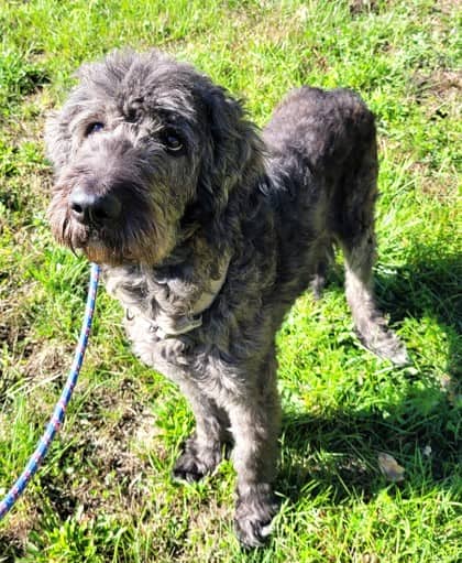 Willa - Standard Poodle available for adoption at North Bay & District Humane Society in North Bay