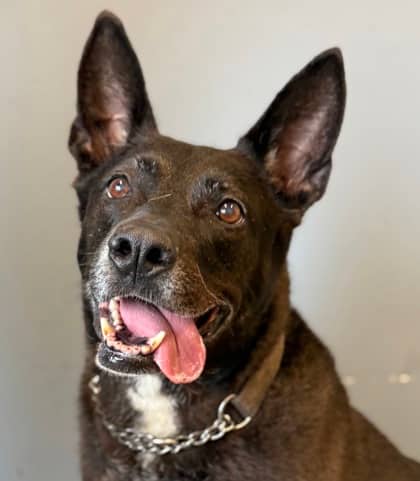 Edee - Shepherd available for adoption