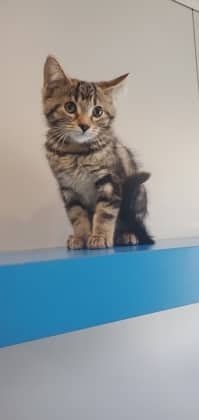 Luna - Domestic Medium Hair available for adoption