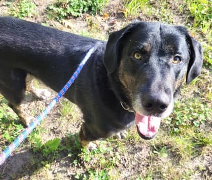 Boulder - Bernese Mountain Dog available for adoption at North Bay & District Humane Society in North Bay