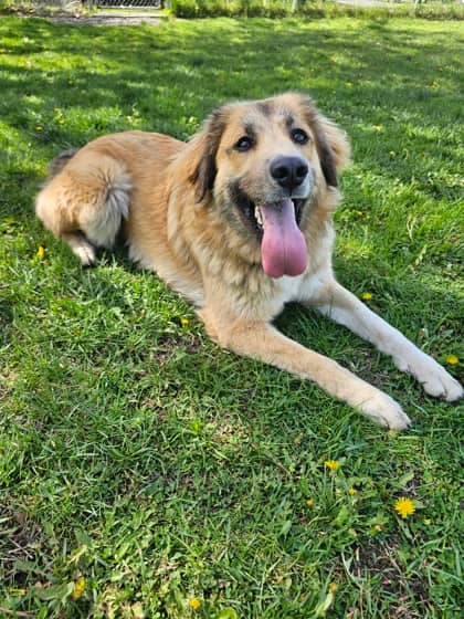Deniro - Great Pyrenees/Border Collie available for adoption