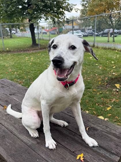 Caviar - Mixed Breed available for adoption
