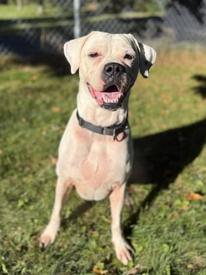 Chance - Boxer/Mix available for adoption