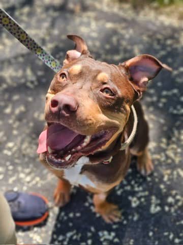 Goofy - Bully American - Standard/Mix available for adoption