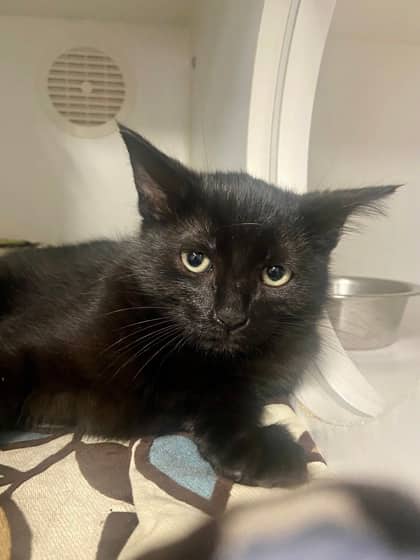 Darius - Domestic Medium Hair/Mix cat available for adoption at Northumberland Humane Society in Cobourg