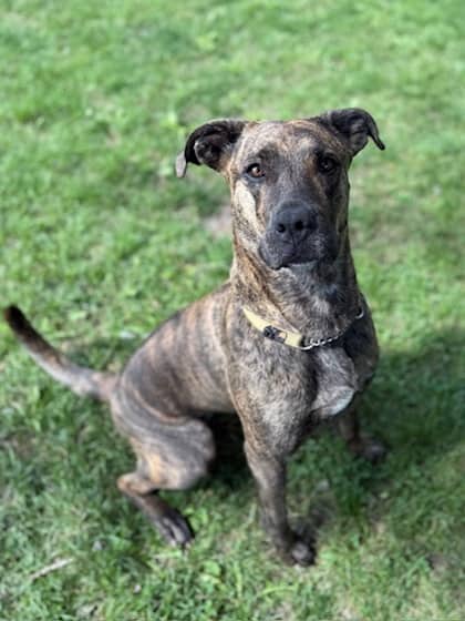Rhea - Boxer/Mix available for adoption in Calgary
