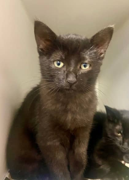 Digby - Domestic Shorthair/Mix cat available for adoption at Northumberland Humane Society in Cobourg
