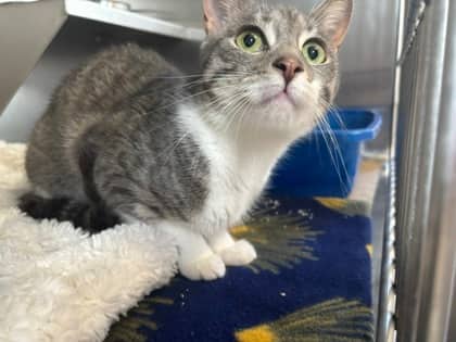 Minnow - Domestic Shorthair/Mix cat available for adoption at Northumberland Humane Society in Cobourg