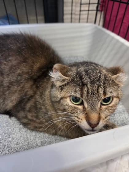 Leia - Domestic Shorthair/Mix available for adoption
