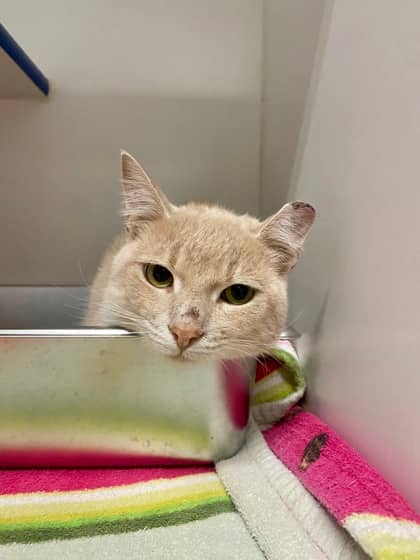 Pekoe - Domestic Shorthair/Mix cat available for adoption at Northumberland Humane Society in Cobourg