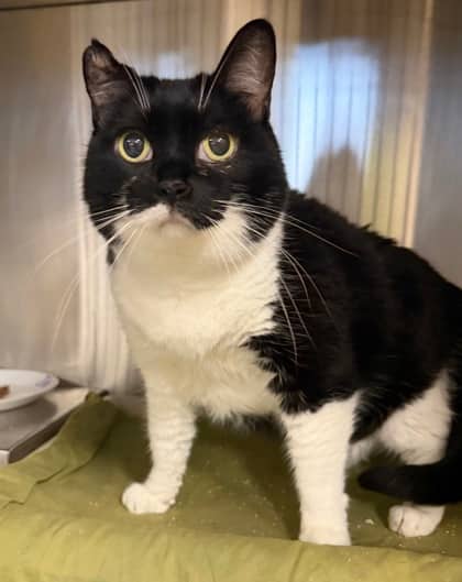 Jill - Domestic Shorthair/Mix available for adoption