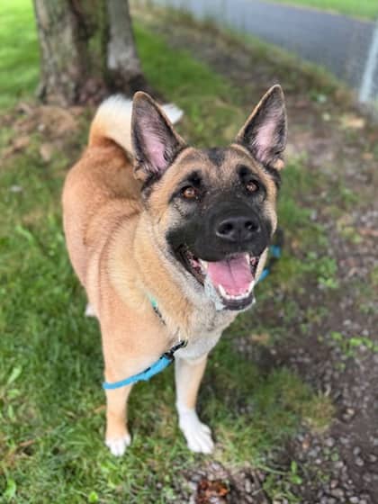 Wanika - Akita/German Shepherd available for adoption at Northumberland Humane Society in Cobourg