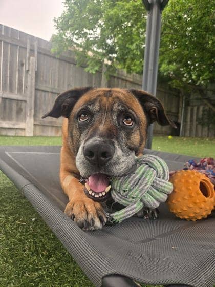 Lucky - German Shepherd/Boxer available for adoption