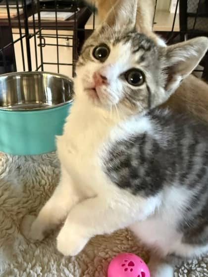Irving - Domestic Shorthair/Mix available for adoption