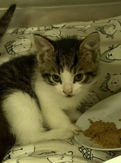 Veneer - Domestic Shorthair/Mix cat available for adoption at Northumberland Humane Society in Cobourg