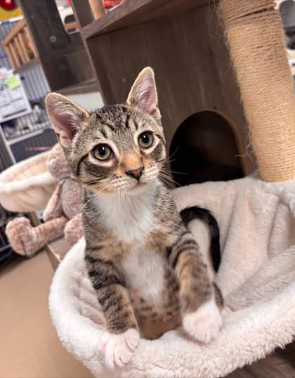 Kritter - Domestic Shorthair/Mix available for adoption