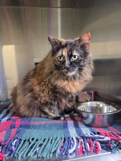 Sabrina - Domestic Longhair/Mix available for adoption