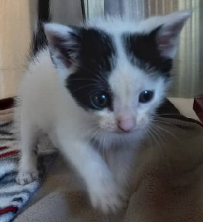 Doku - Domestic Shorthair/Mix available for adoption