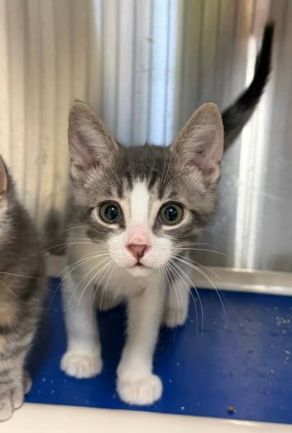 Iless - Domestic Shorthair/Mix available for adoption