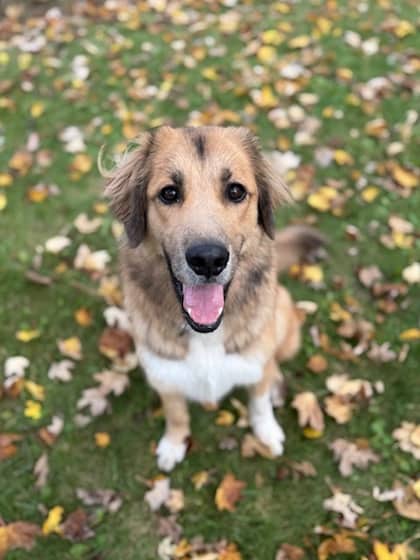 Deniro - Great Pyrenees/Border Collie available for adoption