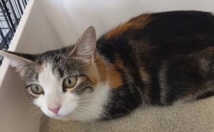 Pippa - Domestic Shorthair/Mix cat available for adoption at Northumberland Humane Society in Cobourg