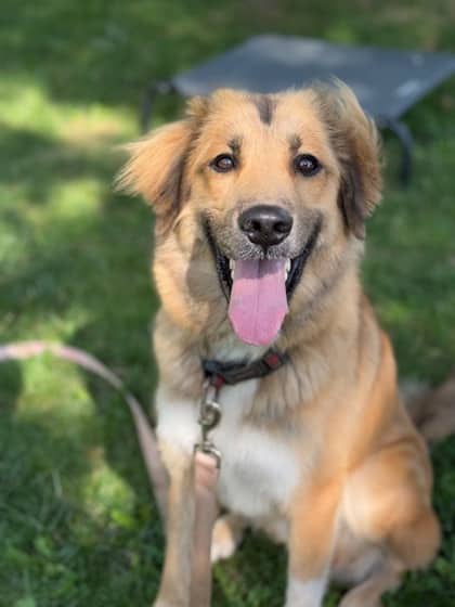 Deniro - Great Pyrenees/Border Collie available for adoption in Calgary