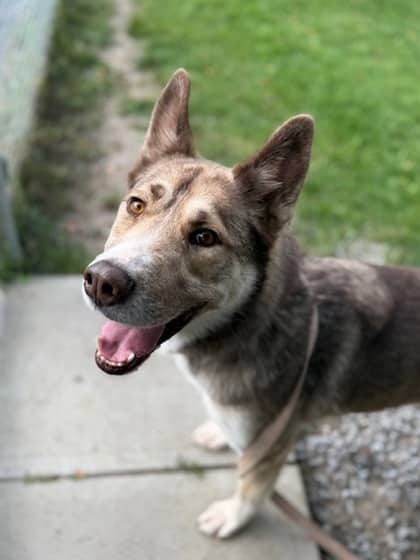 Barnaby - German Shepherd / Husky Mix available for adoption in Calgary