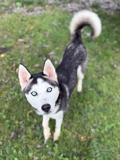 Cordova - Alaskan Husky/Mix available for adoption at Northumberland Humane Society in Cobourg