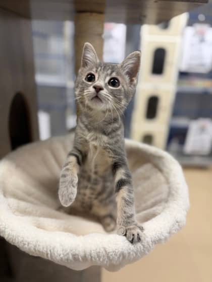 Irene - Domestic Shorthair/Mix available for adoption