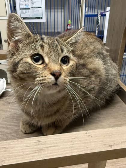 Lilah - Domestic Shorthair/Mix cat available for adoption at Northumberland Humane Society in Cobourg