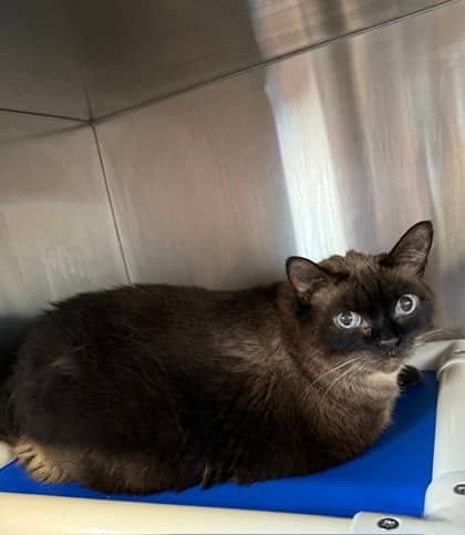 Brandee - Siamese/Mix cat available for adoption at Northumberland Humane Society in Cobourg