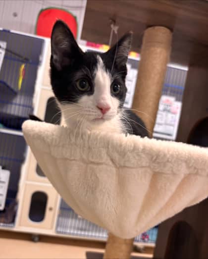 Kreature - Domestic Shorthair/Mix available for adoption