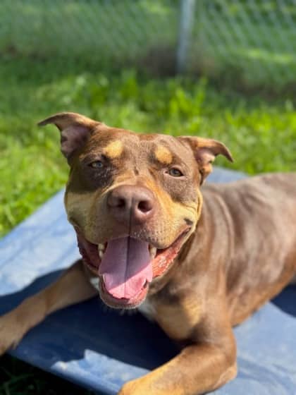 Goofy - Bully American - Standard/Mix available for adoption in Calgary