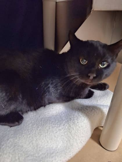 Thomas - Domestic Shorthair/Mix available for adoption