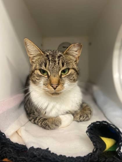 Matcha - Domestic Shorthair/Mix cat available for adoption at Northumberland Humane Society in Cobourg