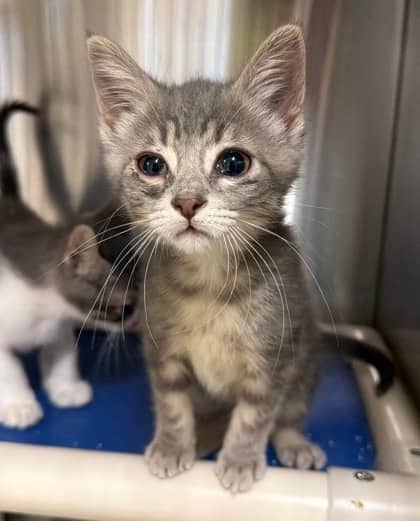Irene - Domestic Shorthair/Mix available for adoption