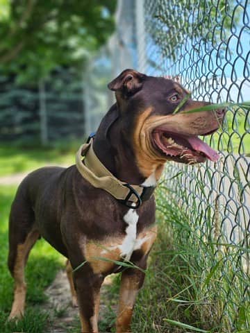 Goofy - Bully American - Standard/Mix available for adoption at Northumberland Humane Society in Cobourg