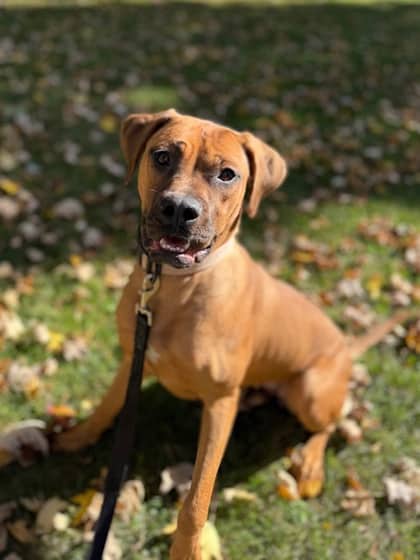 Ella - Boxer/Mix available for adoption at Northumberland Humane Society in Cobourg