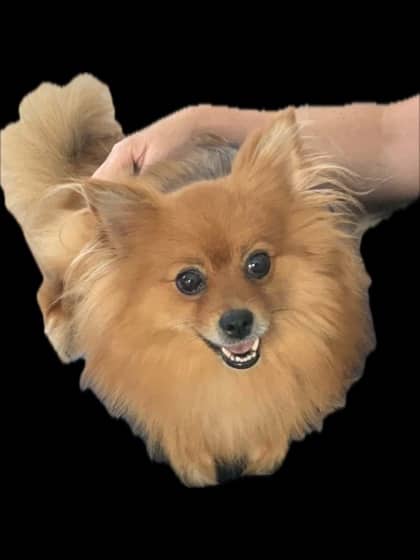 Millie - Pomeranian/Mix available for adoption