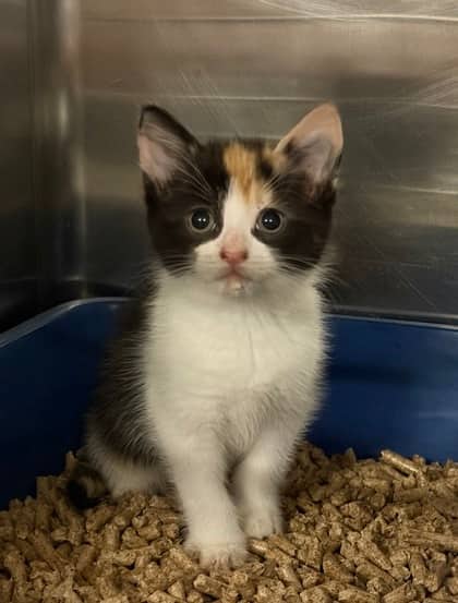 Variety - Domestic Shorthair/Mix cat available for adoption at Northumberland Humane Society in Cobourg