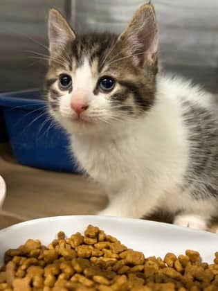 Vice - Domestic Shorthair/Mix available for adoption