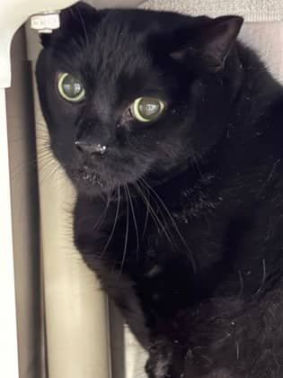 Moto-moto - Domestic Shorthair/Mix cat available for adoption at Northumberland Humane Society in Cobourg