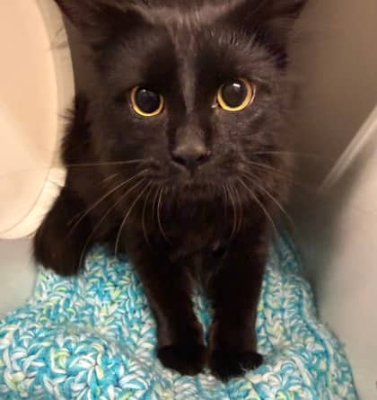 Cherine - Domestic Medium Hair/Mix cat available for adoption in Ontario